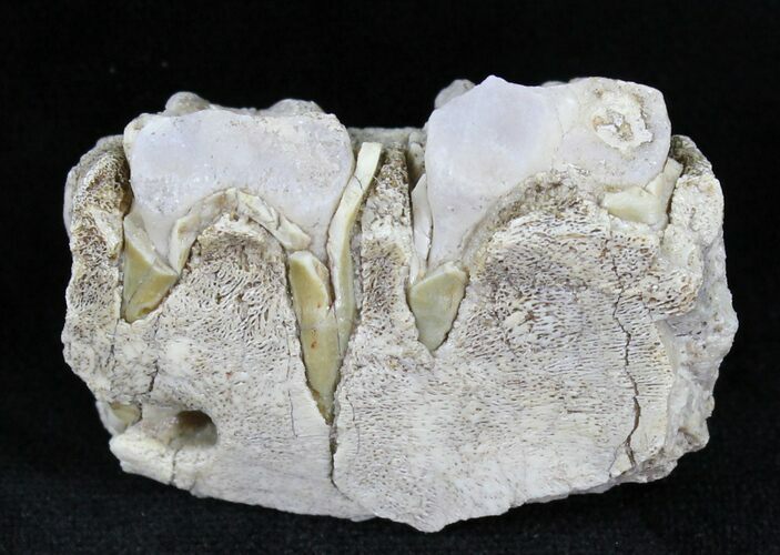 Hyracodon (Running Rhino) Jaw Section - South Dakota #21129